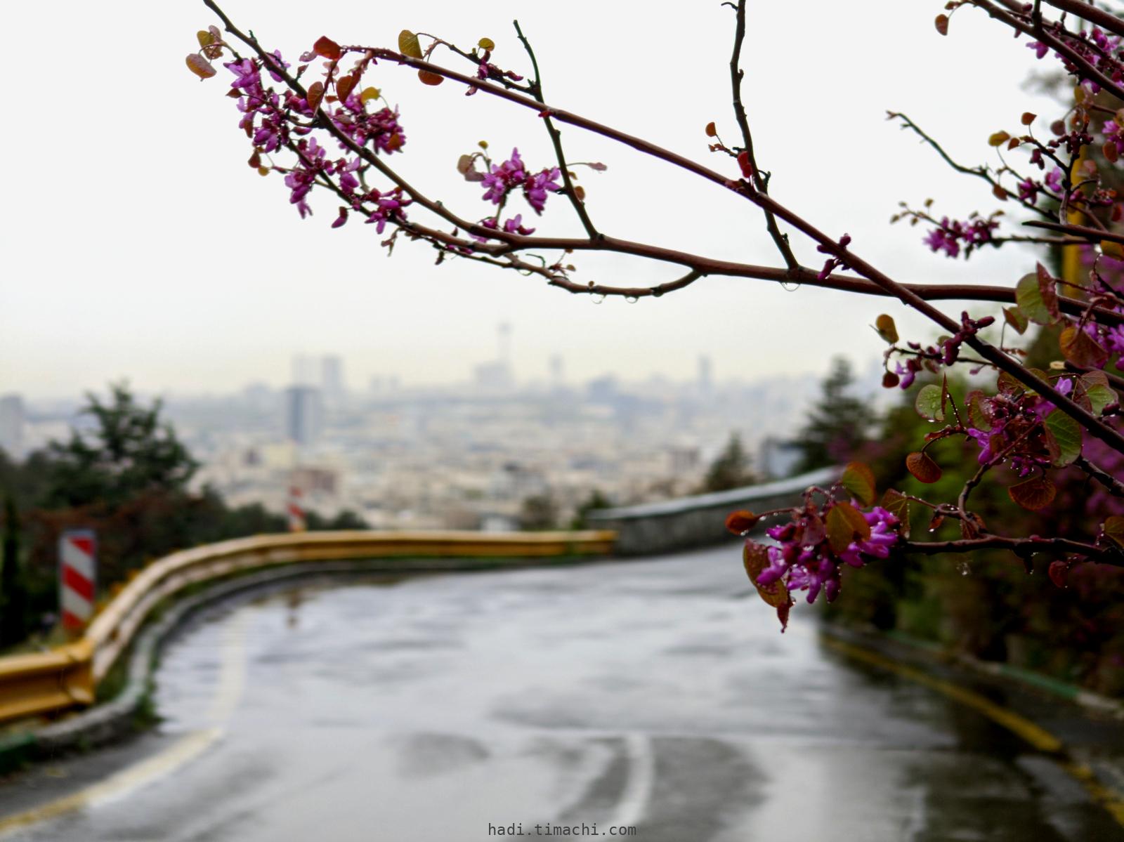 20250405T063421--Tehran on a rainy day viewed from Shiyan Forest Park__sky_spring